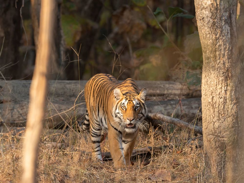 Kanha & Pench Safari
