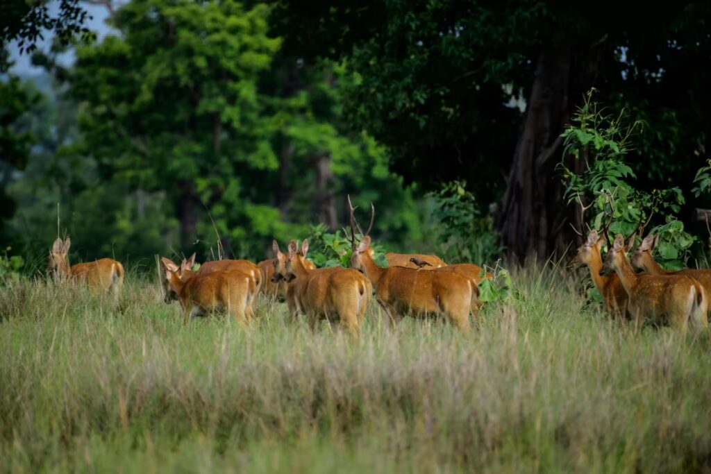 Safari Zones in Kanha