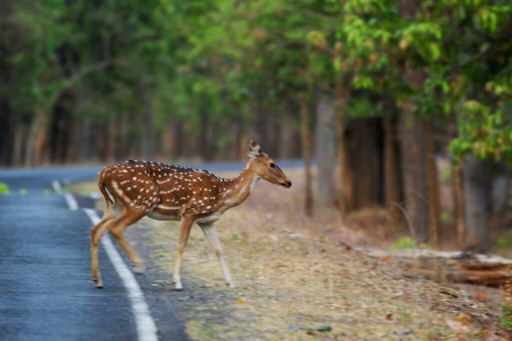 How to Reach Kanha