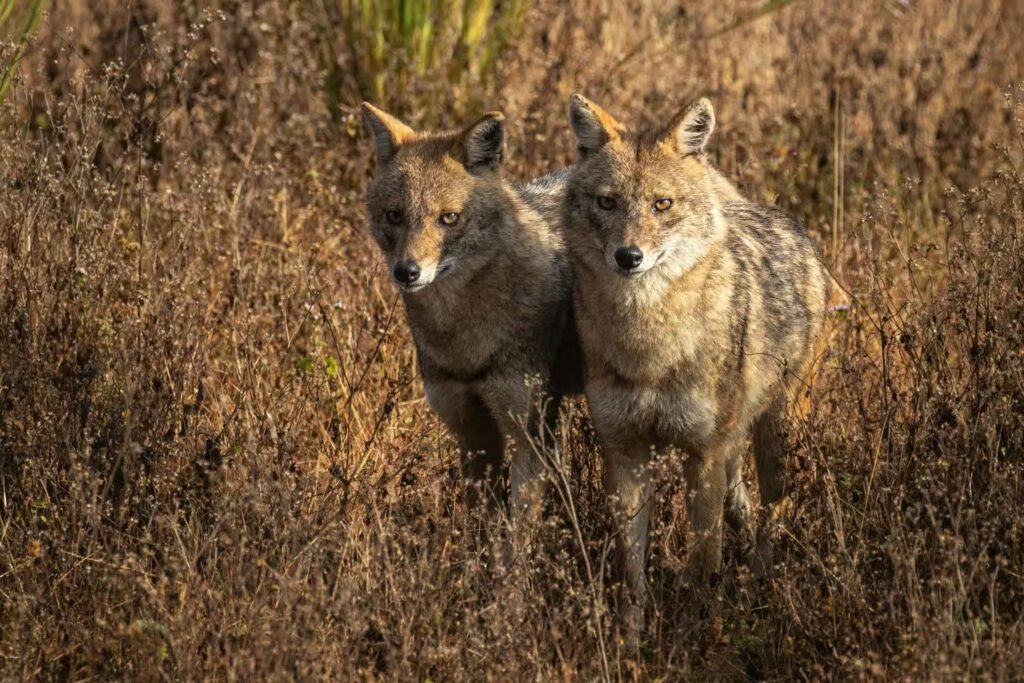 Wildlife Photography in Kanha