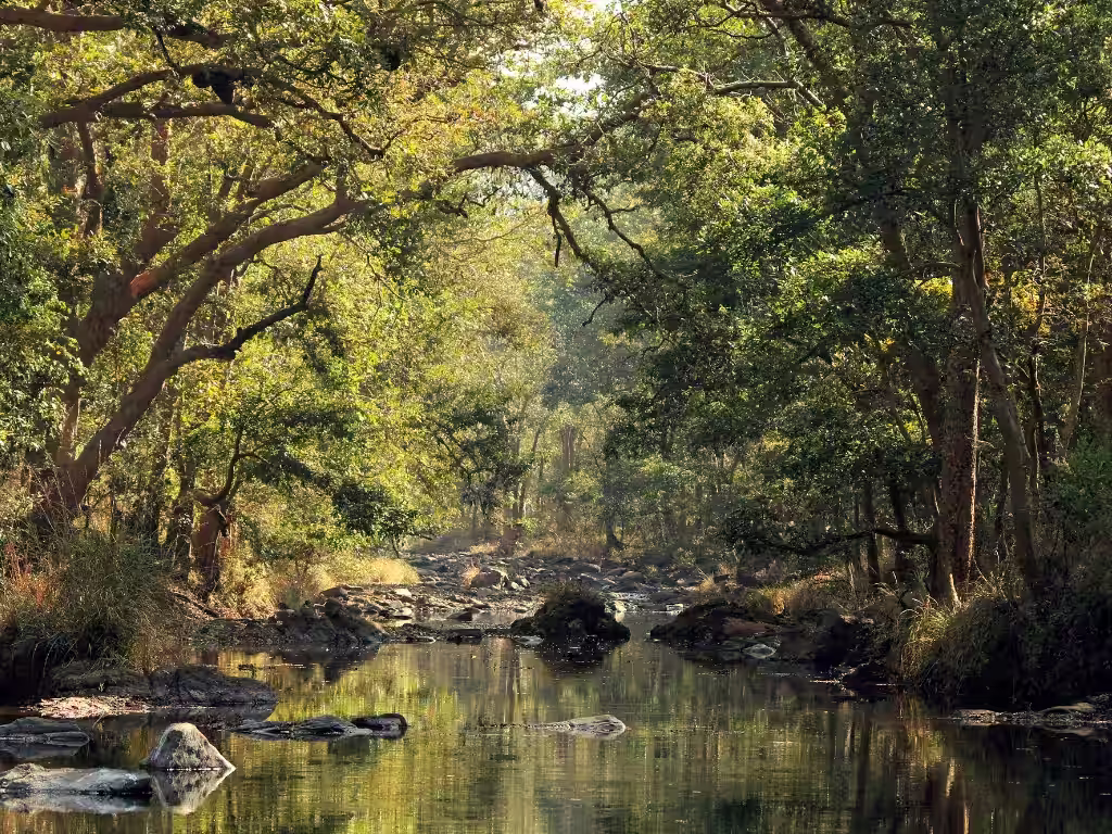 Flora in Kanha