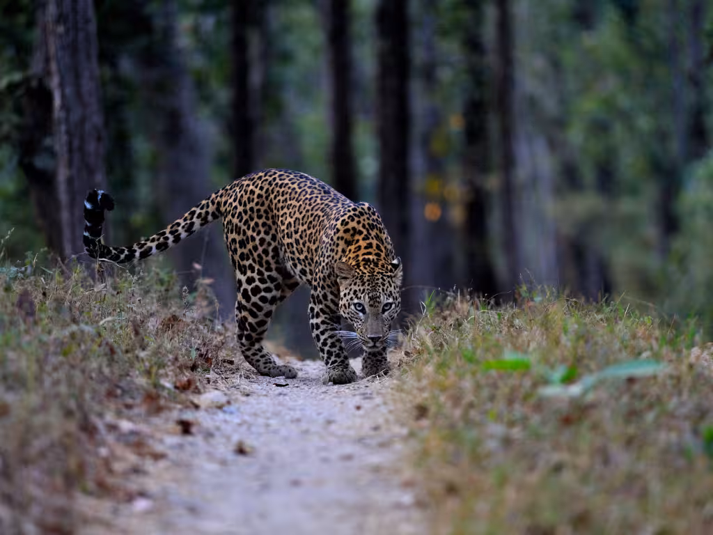 Leopard in Kanha