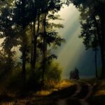 Morning vs Evening Safari in Kanha: Which Is Better?