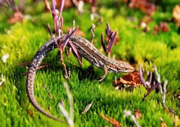 Indian Garden Lizard