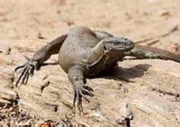 Indian Monitor Lizard