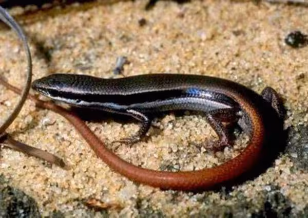 Common Skink