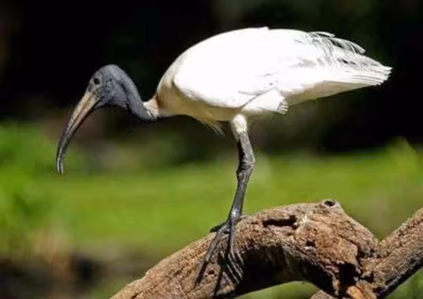 Indian Black Ibis