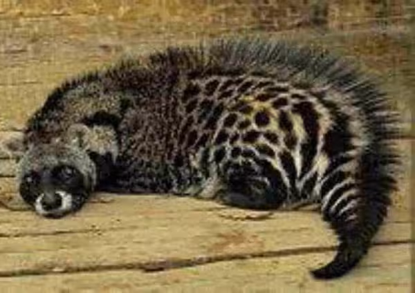 Little Indian Civet