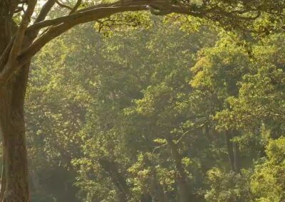 Banjaar Tola Kanha Breakfast Outside