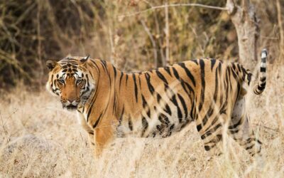 Kanha in March: What to Expect from Safari