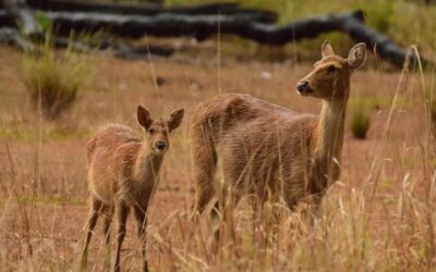 How Kanha Saved the Hard Ground Barasingha