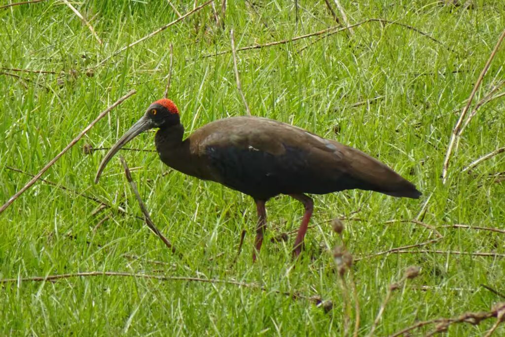 Black Ibis in Kanha