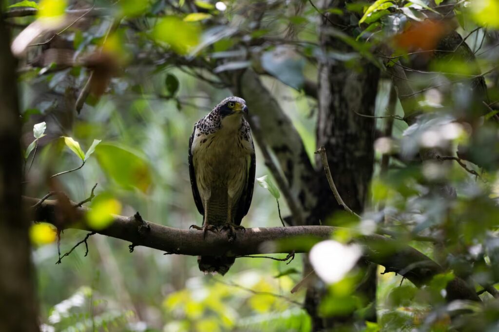 Crested Serpent Eagle in Kanha