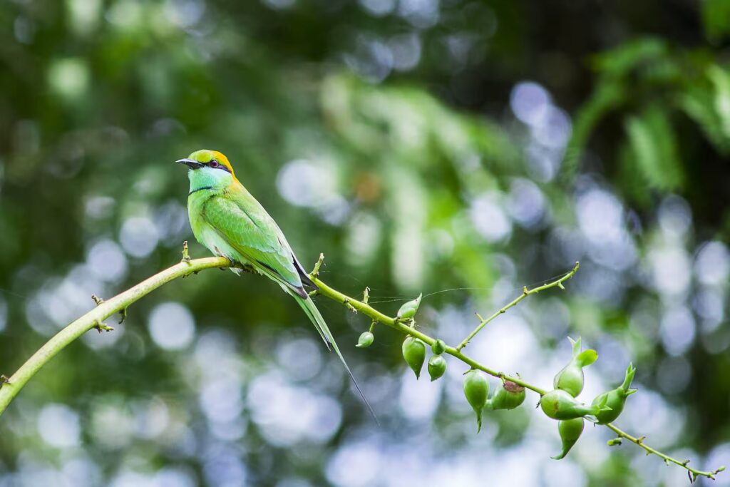 Green Bee Eater in Kanha