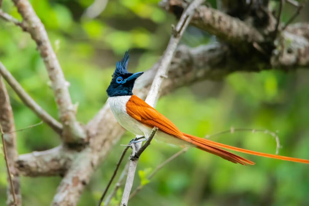 Indian Paradise Flycatcher in Kanha
