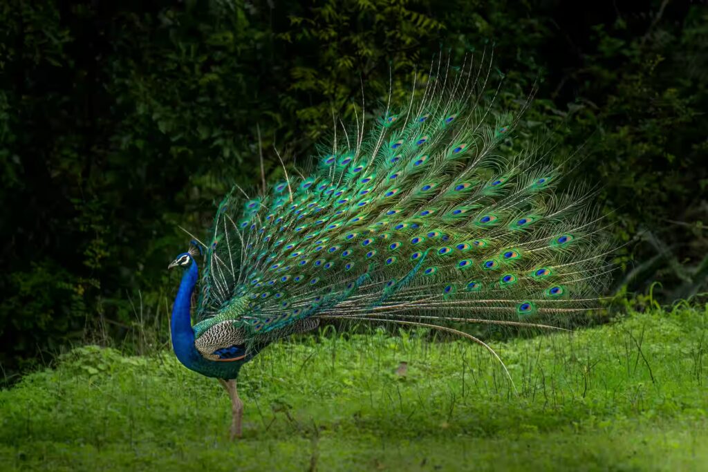 Indian Peafowl in Kanha
