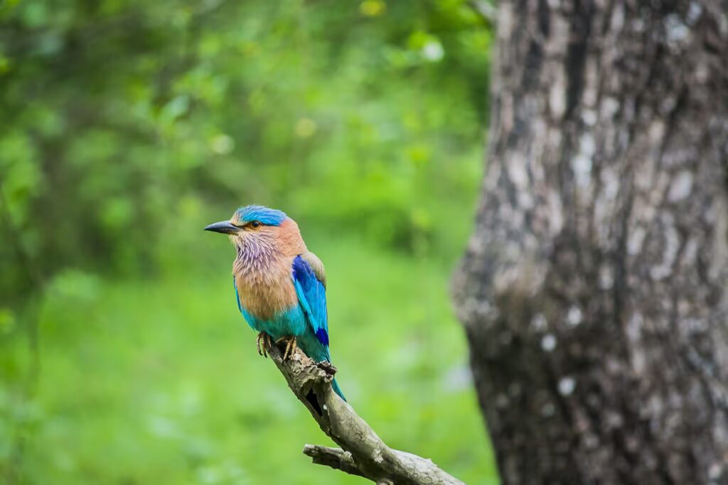 Indian Roller in Kanha