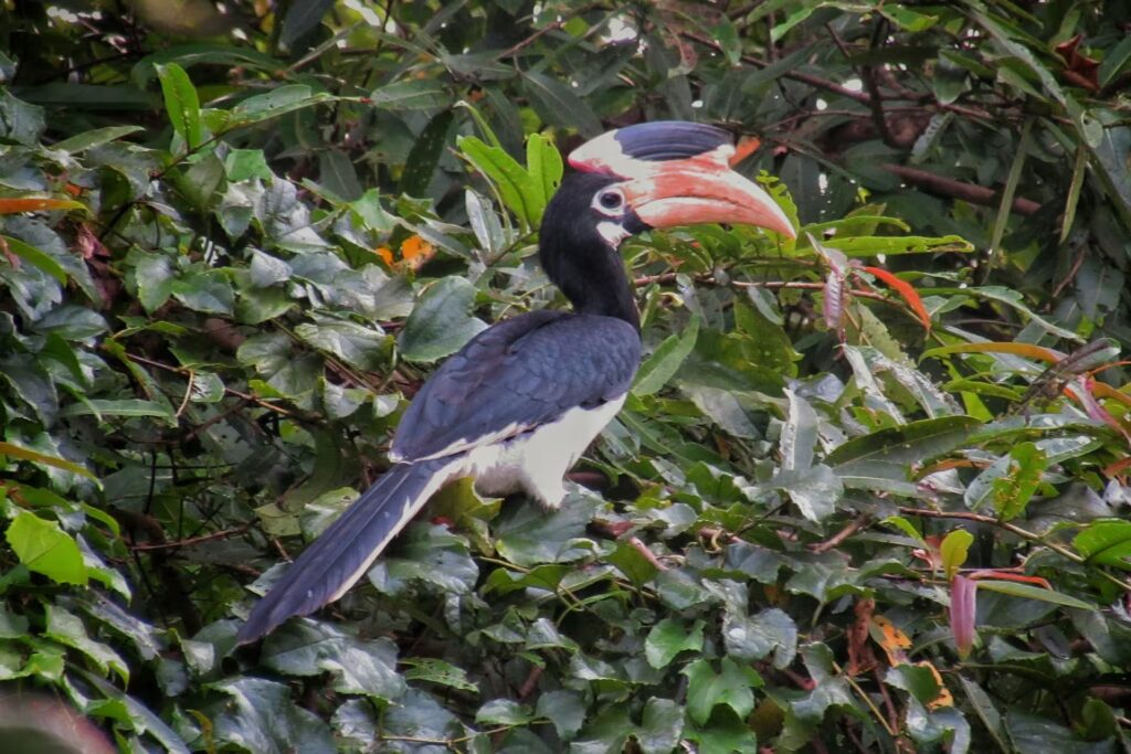 Malabar Pied Hornbill in Kanha