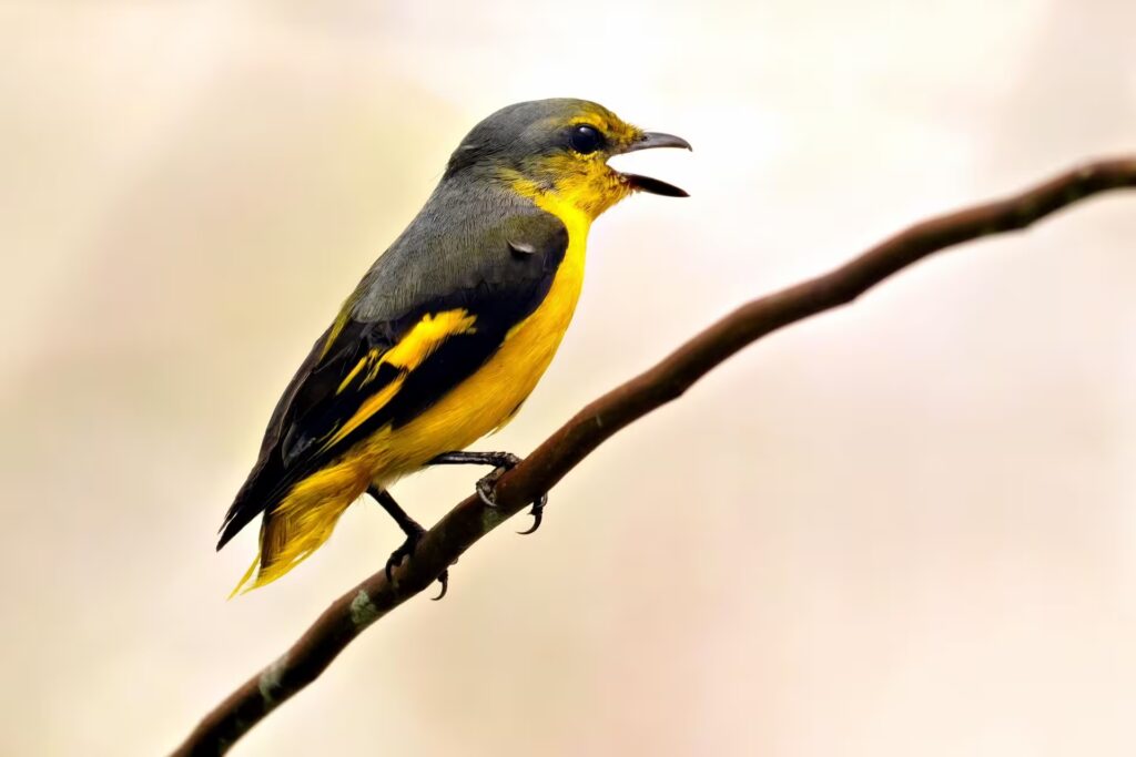 Scarlet Minivet in Kanha