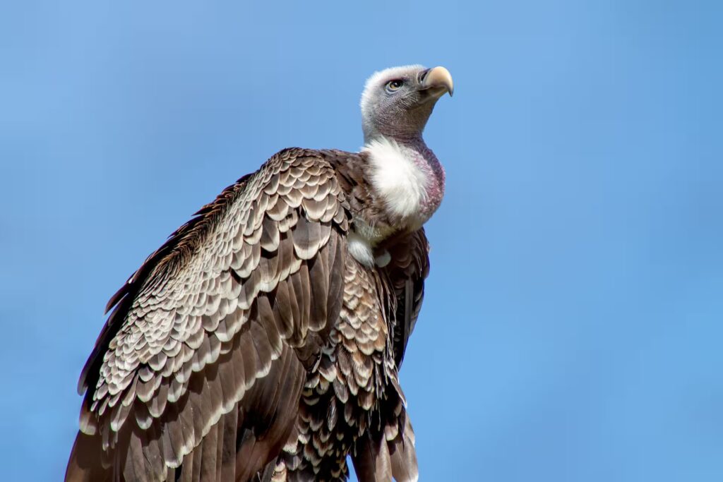 White Rumped Vulture in Kanha