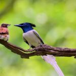 Top Birds in Kanha