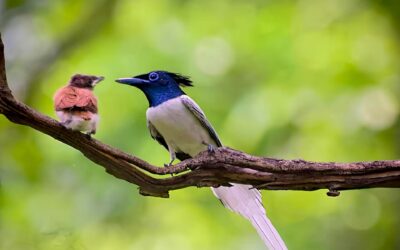 Top 10 Birds to Spot in Kanha National Park