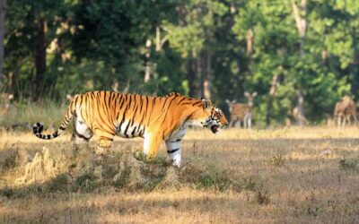 Mukki Gate vs Kisli Gate Which Is Better