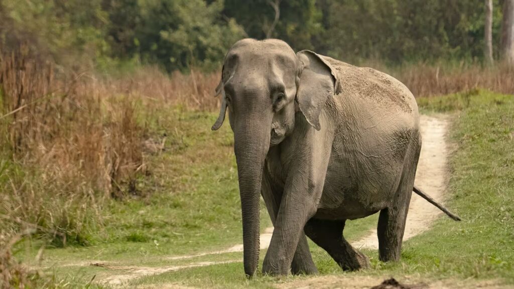 Elephant In Forest Elephant In Forest