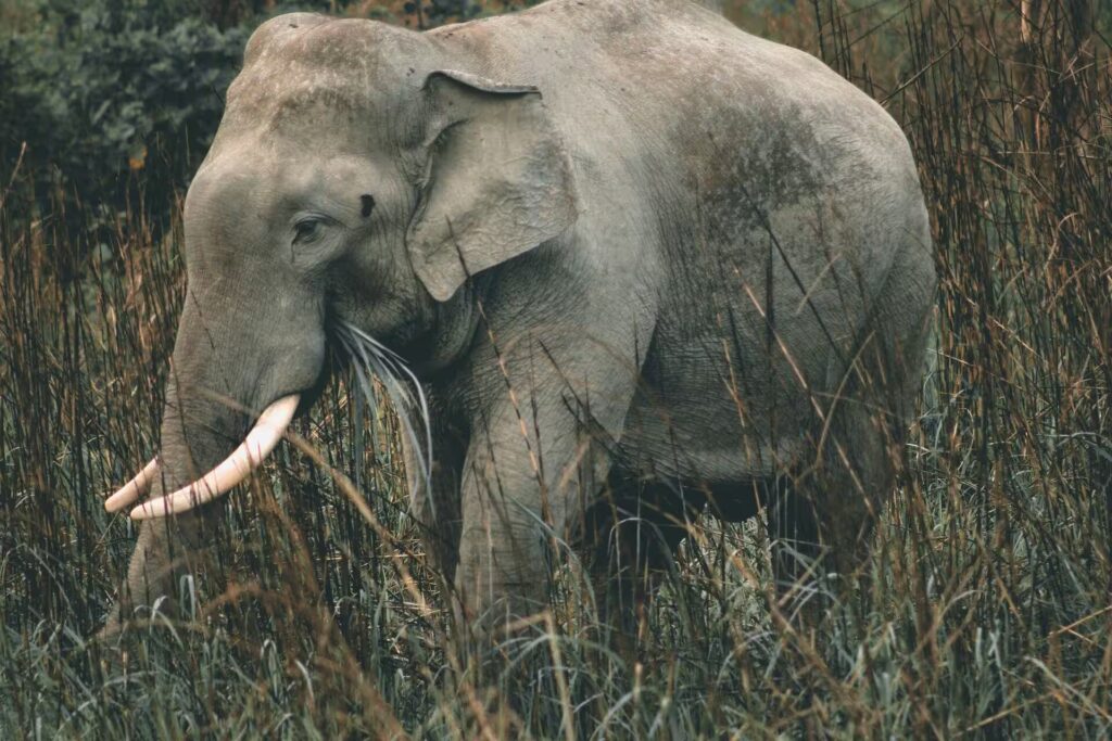 Elephant in Grass