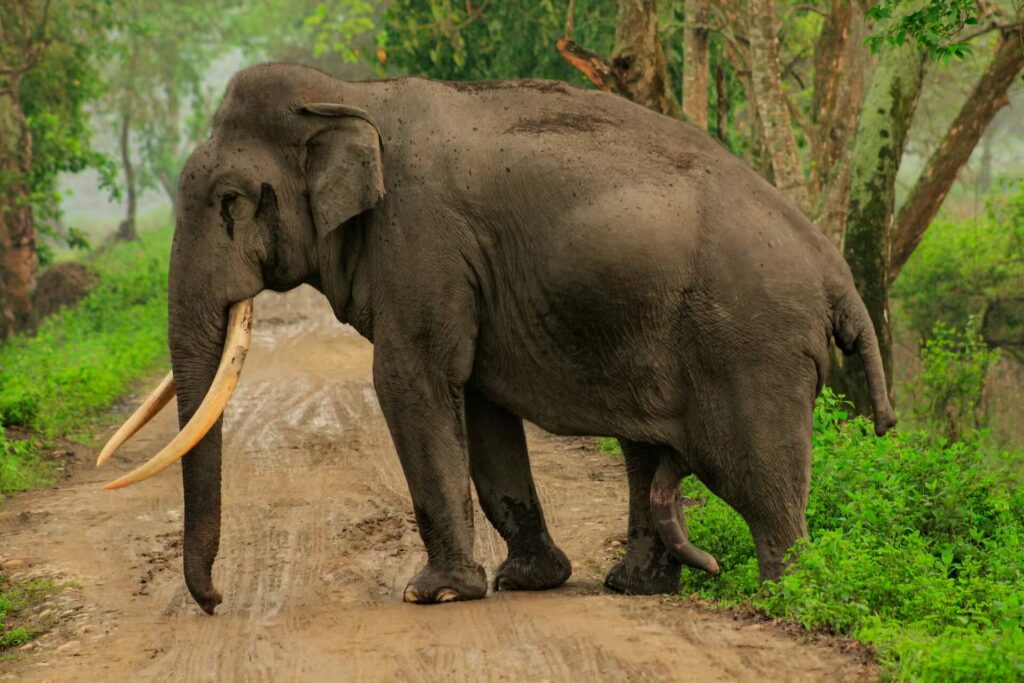 Elephant Tusker
