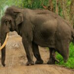 Elephant Tusker
