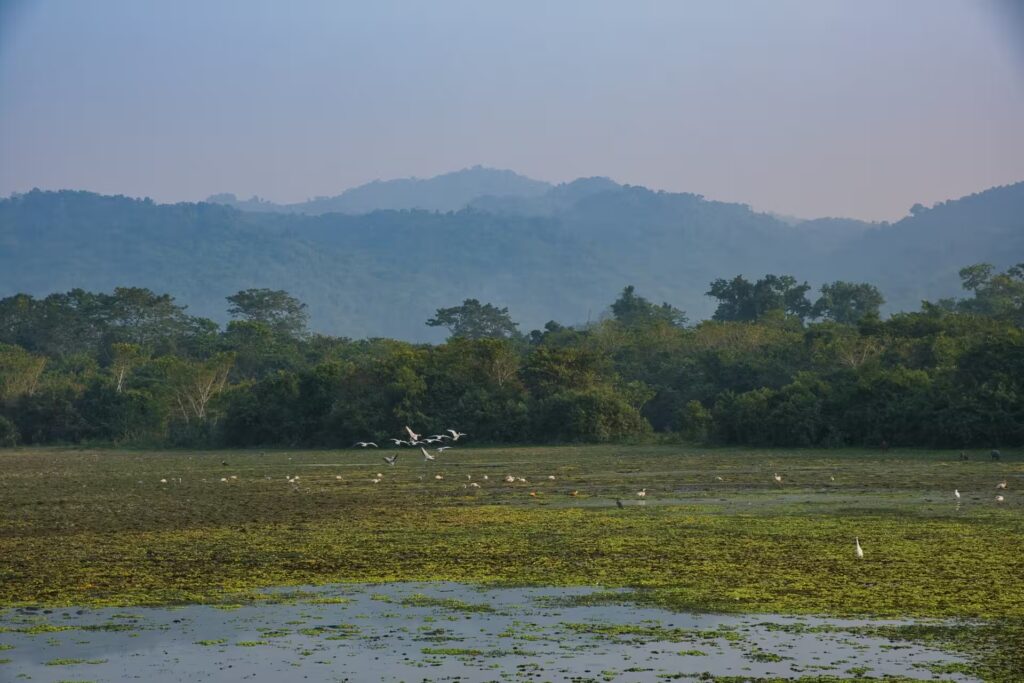 Flora in Kaziranga