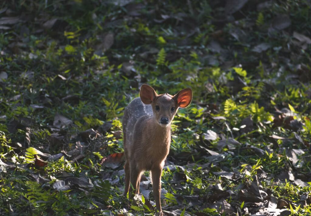 red-brocket-deer Kaziranga Rhino Safari Rhino