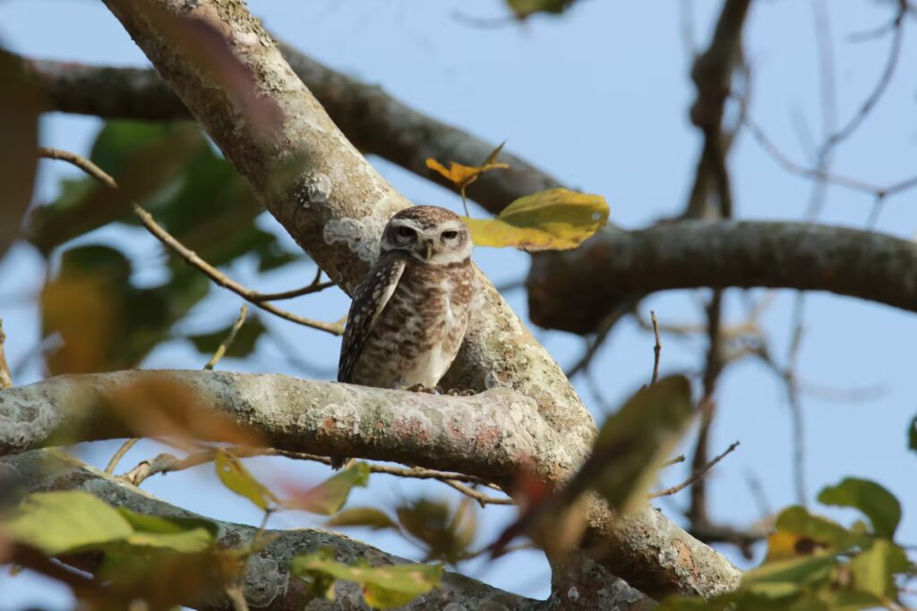 Spotted Owlet