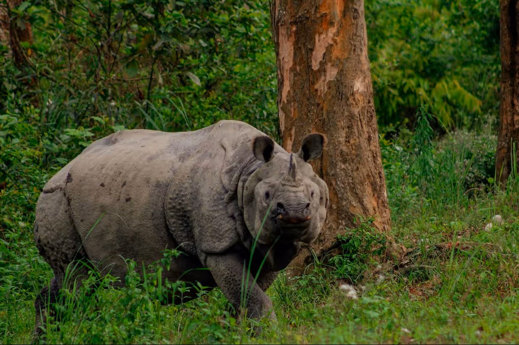 Kaziranga Weekend Safari