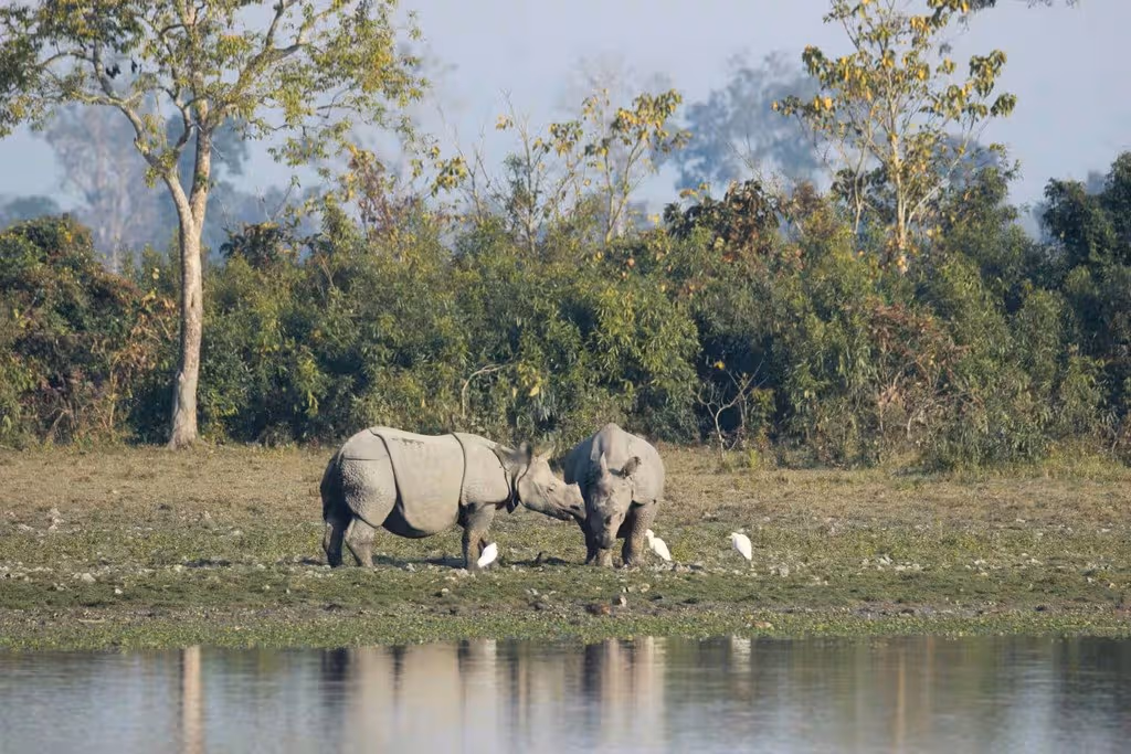 Kaziranga Photography