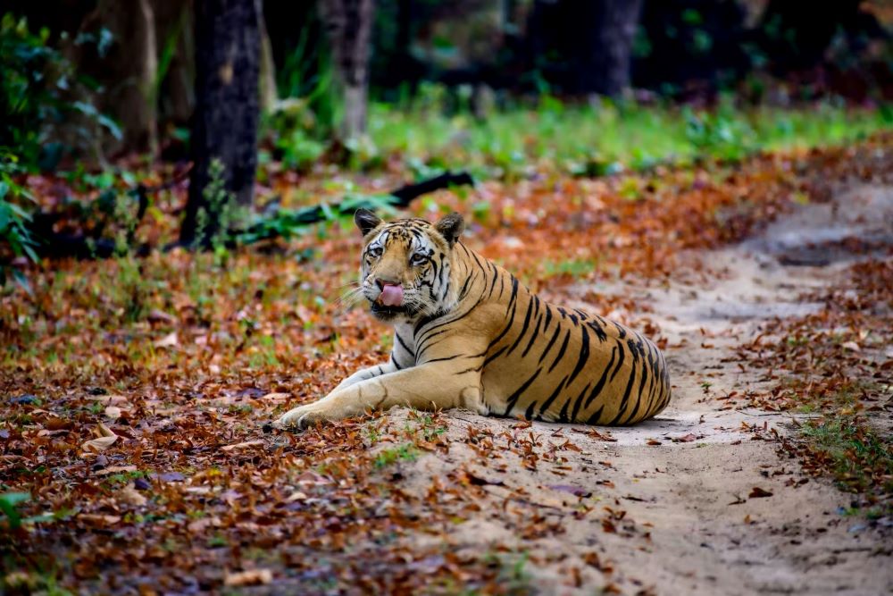 Kaziranga Pench and Kanha Safari