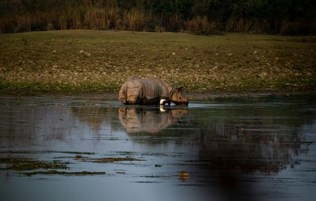 Rhino in Water
