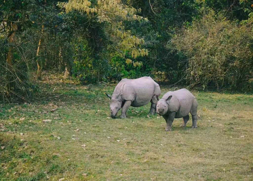 Online Kaziranga Safari Booking