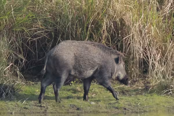 Wild Boar