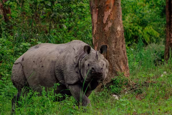 Rhino in Forest