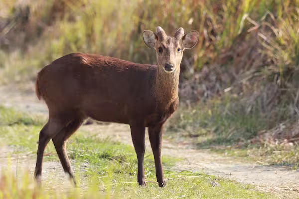 Hog Deer