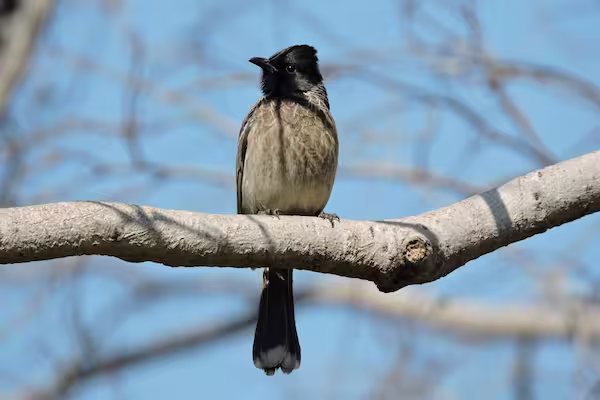 Red Vented Bulbul