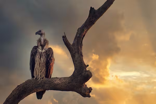 Indian Vulture
