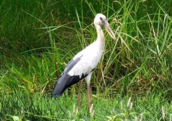 Asian Openbill