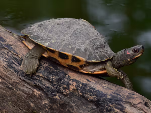 Assam Roofed Turtle