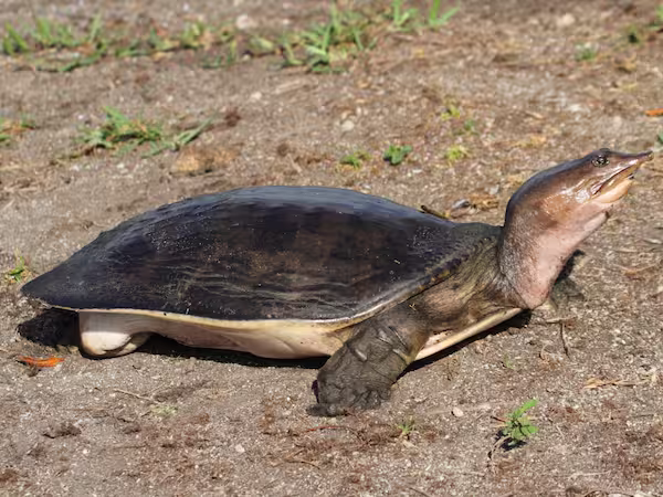 Soft Shelled Turtle