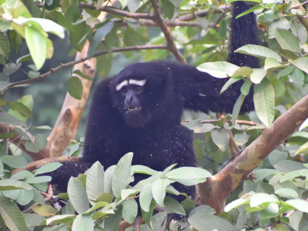 Hoolock Gibbon on Guava Plant