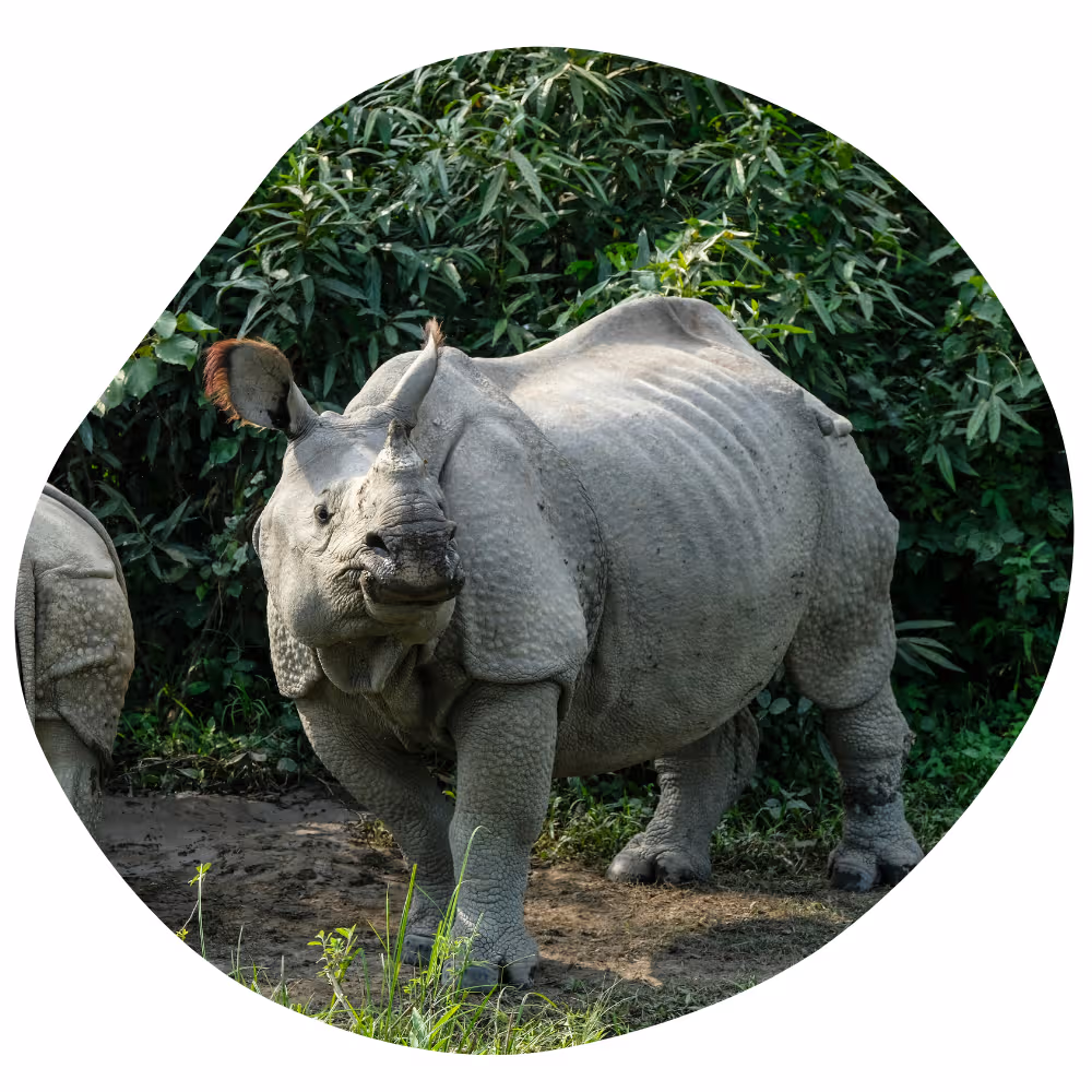 Kaziranga Safari Packages