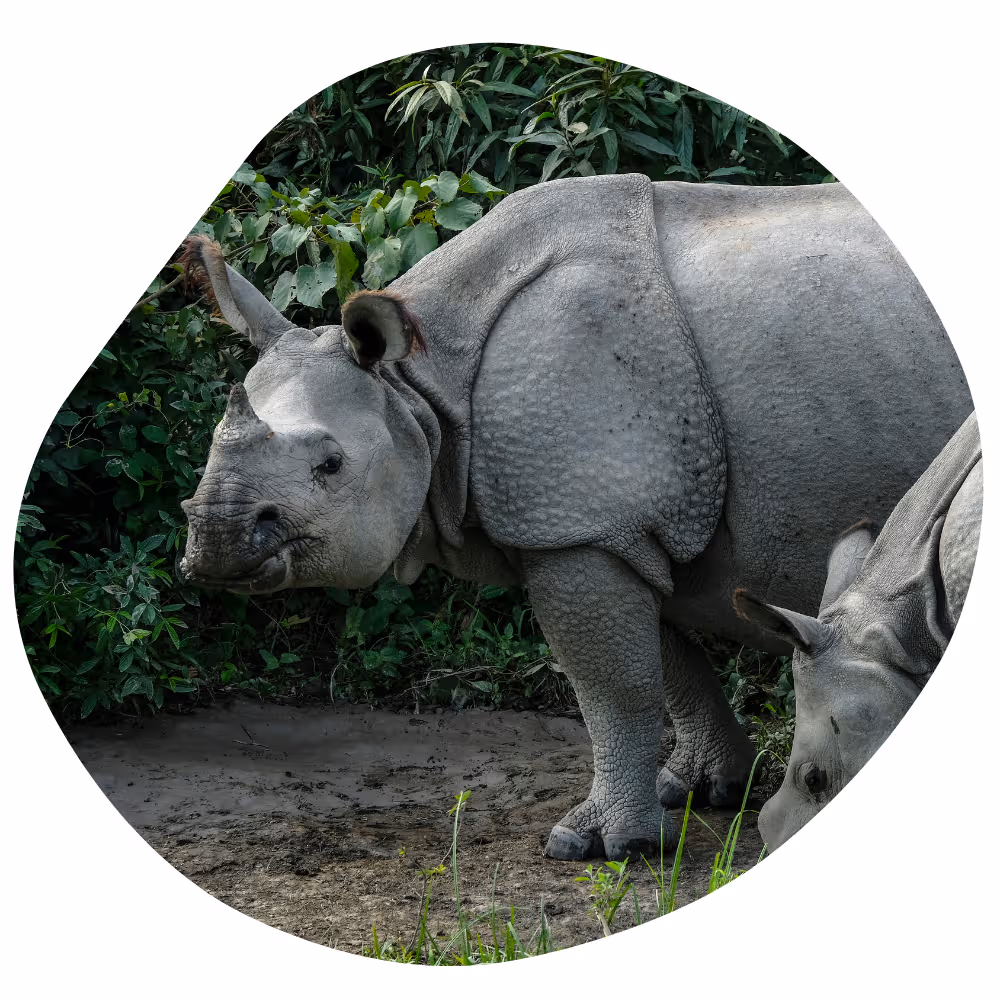 National Parks Near Kaziranga